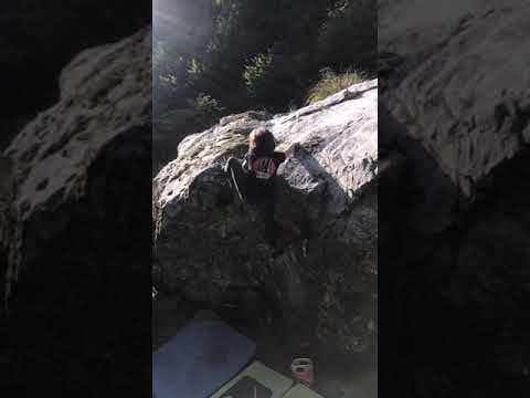 Figaro 7b+ Latorița