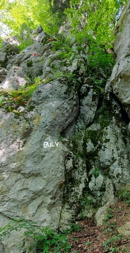 Buli
