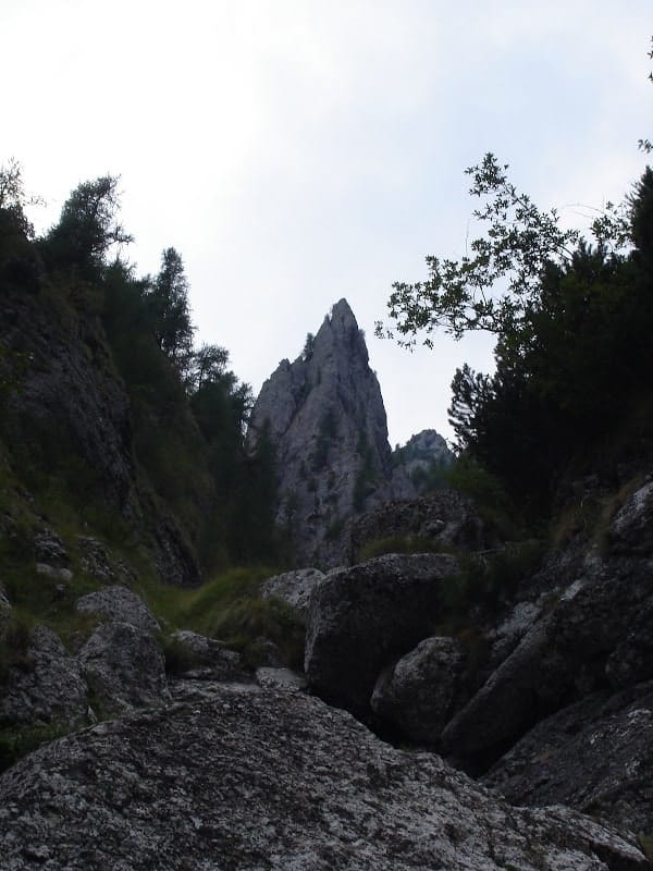 Sursă: silvique.ro