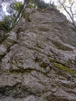Miermurele turbat